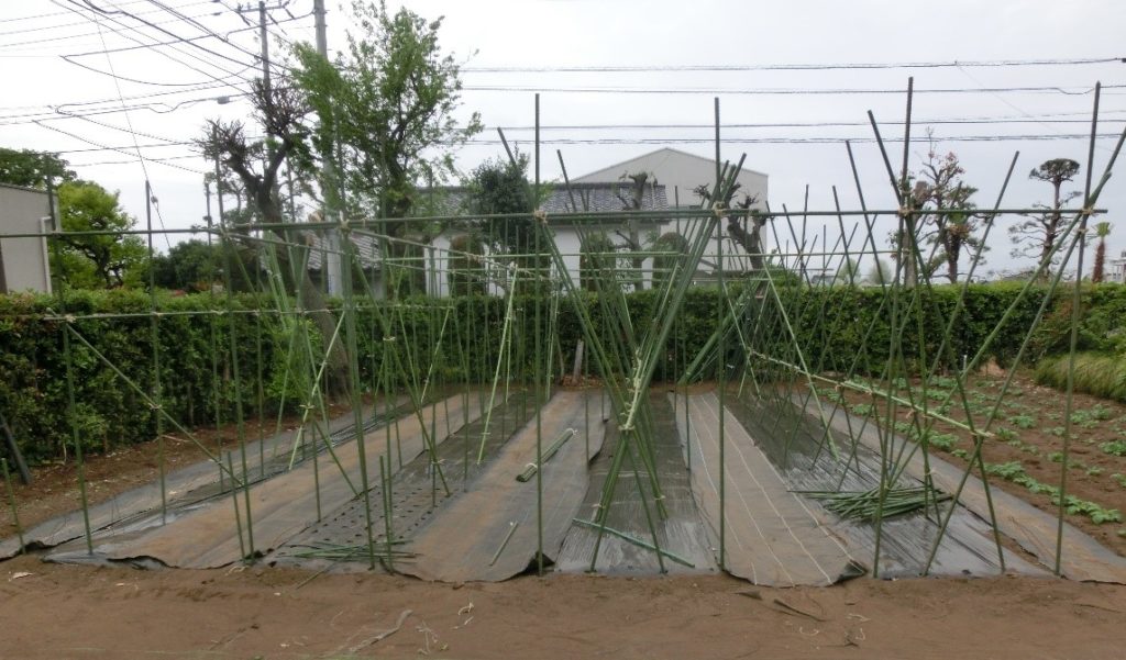 夏果菜用支柱立て