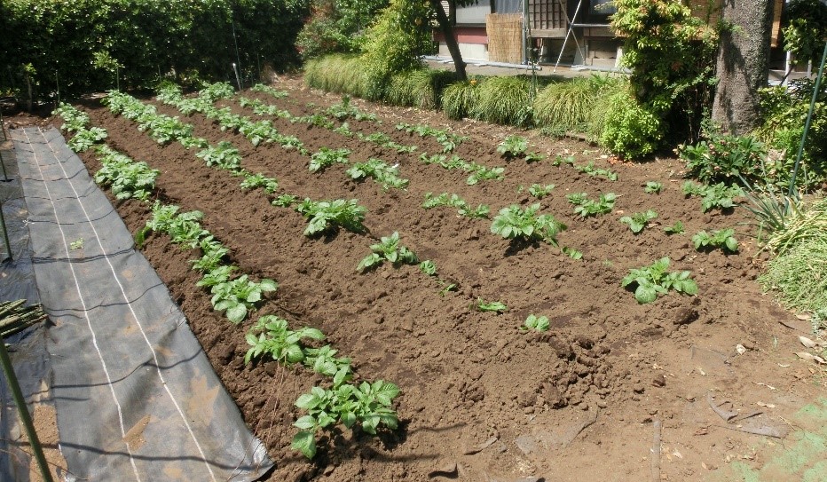 ナス、キュウリ、トマトの苗