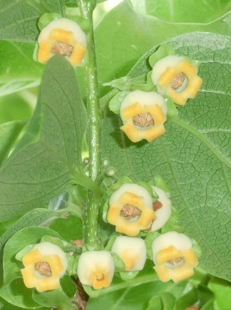 カキの雄花