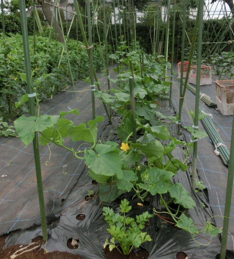 カボチャの雄花