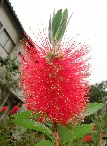 飛行場の咲く花